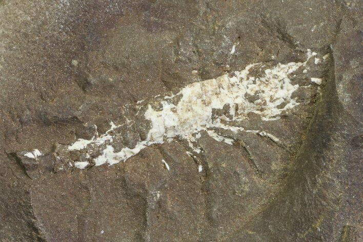 Fossil Shrimp Nodule Half - Mazon Creek #154859